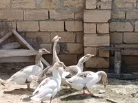 Geese — foto 2