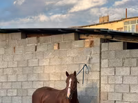 Kůň, Friesian sport horse — foto 3