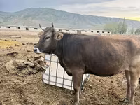 Vaca, Ganado vacuno — foto 2