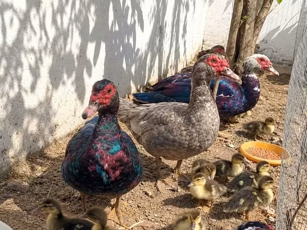 Ducks — Azərbaycan