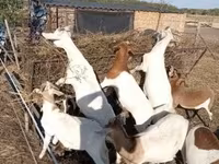 母山羊, Boer goat — 照片 1