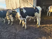 Vaca, Russian Black pied cattle — foto 5