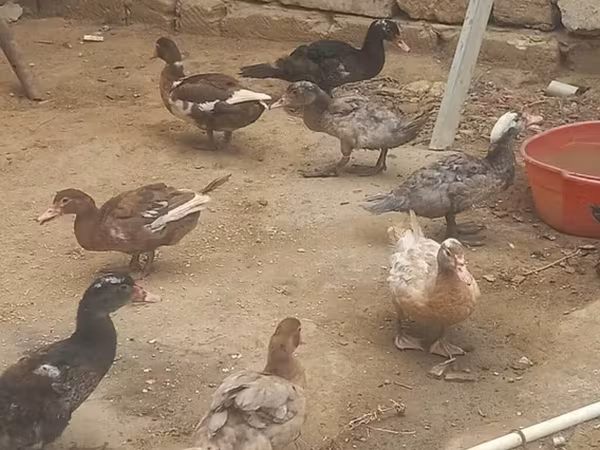 Ducks
