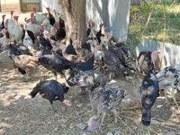 Turkeys — foto 4