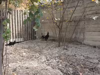 Chickens — zdjęcie 1