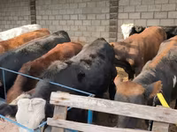 Toro, Aberdeen-Angus — foto 6