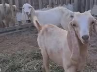 ماعز (دفعة، الجنس غير محدد), Nubian Goat — الصورة 2