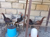 Chickens — foto 4