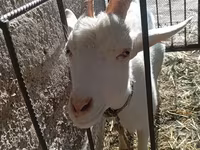 Dişi keçi, Saanen goat — foto 7