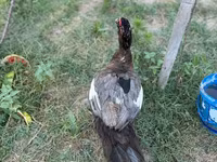 Domestic Muscovy — photo 4