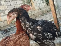 Chickens — photo 1
