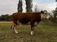 Sigir, Simmental cattle — 1-rasm