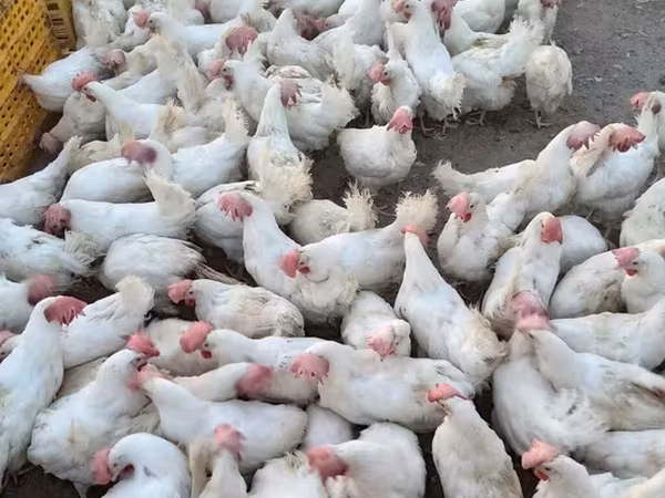 Chickens — Azərbaycan