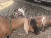 Dişi keçi, Czech Brown Shorthaired goats — foto 3