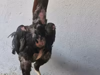Shamo chickens — foto 4