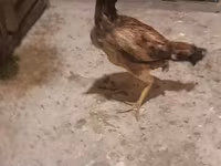 Chickens — photo 1
