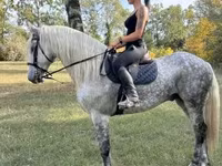 Cavalo, Andalusian horse — foto 2