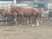 Kůň, Koně — foto 2
