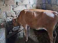 Cow, Simmental cattle — photo 3