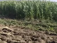 Եգիպտացորենի Սիլոսի Վաճառք — фото 2