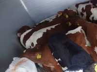 Bulle, Simmental cattle — Foto 1