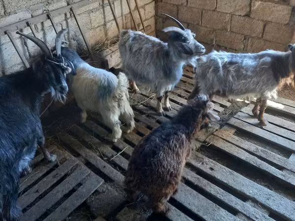 Goat, Goats