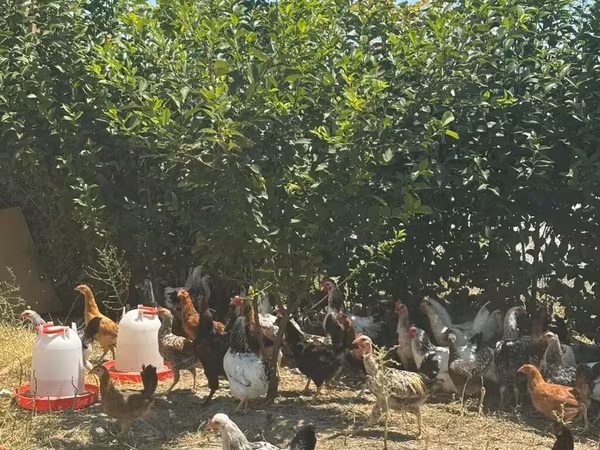 Chickens