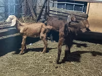 山羊（批次，未指定性别）, Goats — 照片 2