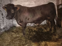 Buğa, Charolais cattle — foto 7