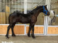 Cavalo, Dutch warmblood horse — foto 3