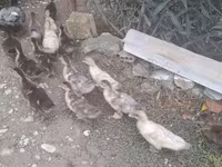 Ducks — Foto 1