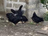 Ayam Cemani — photo 6
