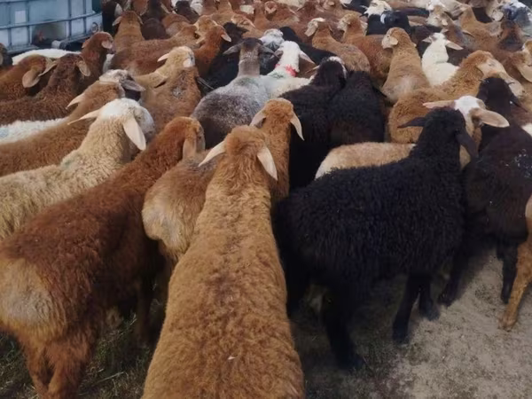 Carneiro, Ovelhas