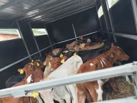 Skot (série, pohlaví neuvedeno), Simmental cattle — foto 2
