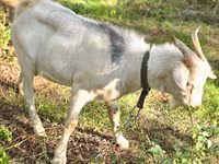 बकरा, Nubian Goat — फ़ोटो 1