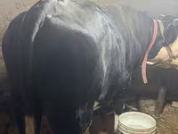 Krowa, Simmental cattle — zdjęcie 2