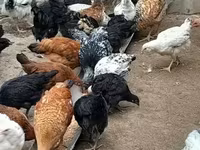 Chickens — Foto 2