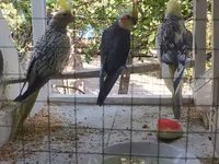 Nimfa (Cockatiel) tutuquşuları və quşlar üçün geniş qəfəs dəsti — الصورة 2