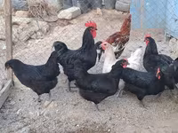 Australorp — Foto 1
