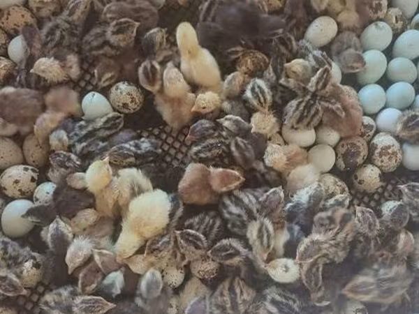 Quails