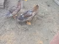 Ducks — Foto 4