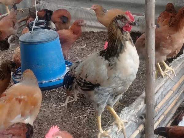 Chickens