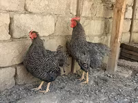 Slovenian Barred Hen — foto 5