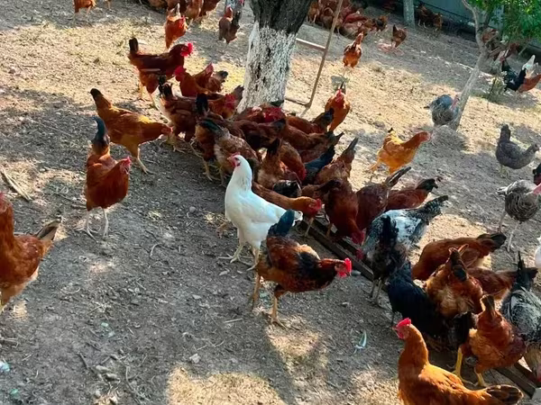 Chickens — أرمينيا