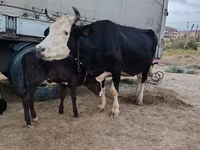 İnək, Russian Black pied cattle — foto 4