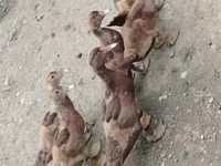 Ev Muskovisi — foto 3