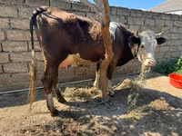 Vaca, Ganado vacuno — foto 3