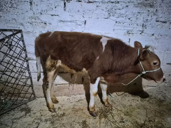 Buğa, Simmental cattle — Azərbaycan