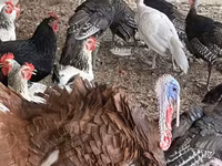 Turkeys — foto 7
