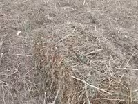 Խառը խոտ անասնակեր — 照片 1